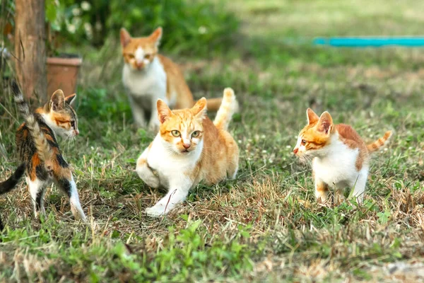 Kedi yavrularının birlikte oynaması çok güzel bir manzara..