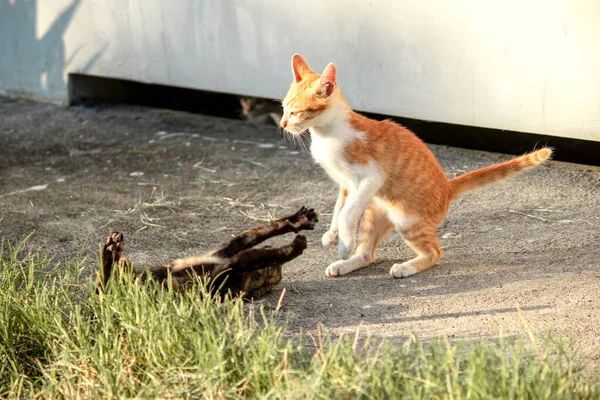 Kedi yavrularının birlikte oynaması çok güzel bir manzara..