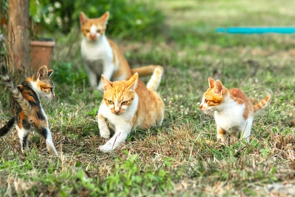 Kedi yavrularının birlikte oynaması çok güzel bir manzara..