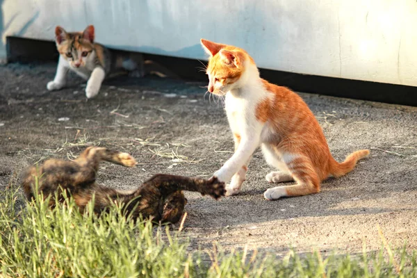 Kedi yavrularının birlikte oynaması çok güzel bir manzara..