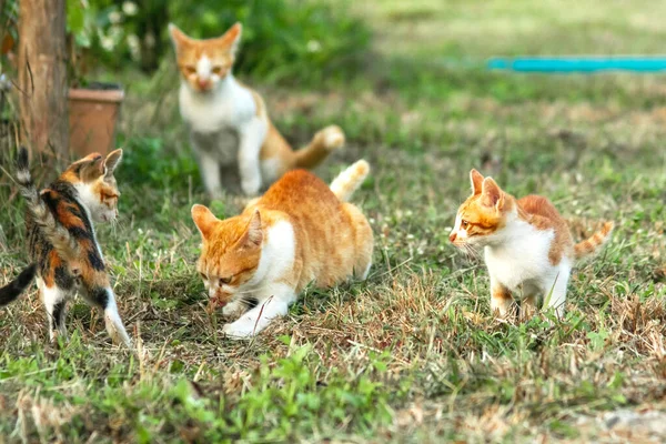 Kedi yavrularının birlikte oynaması çok güzel bir manzara..