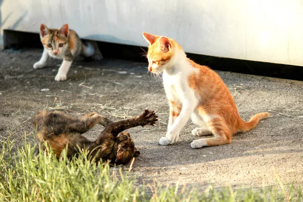 Kedi yavrularının birlikte oynaması çok güzel bir manzara..