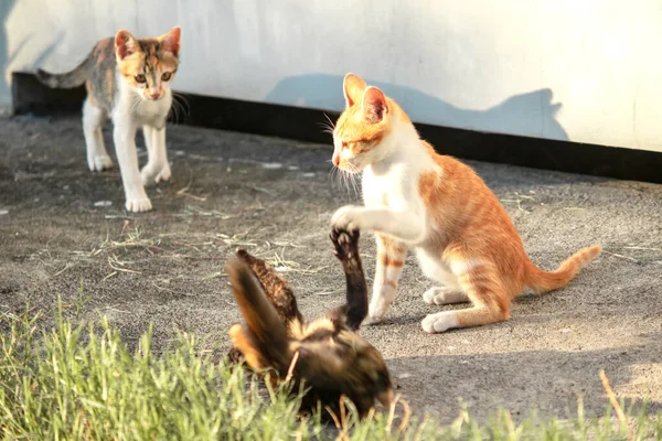 Kedi yavrularının birlikte oynaması çok güzel bir manzara..