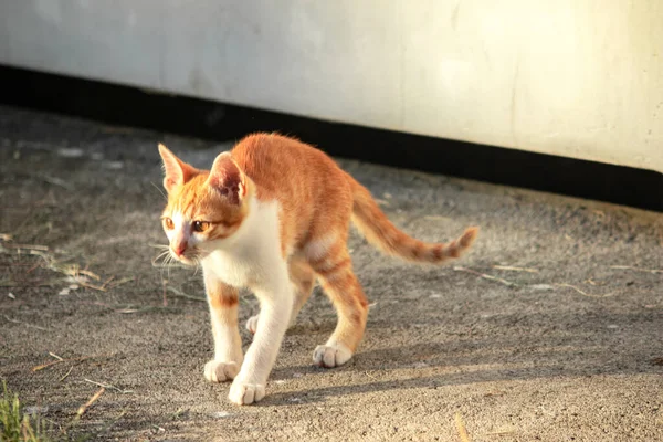 Turuncu bir kedi yavrusunun keşfetmesi turuncu kedilerin tipik tuhaf kişiliğini yansıtır..