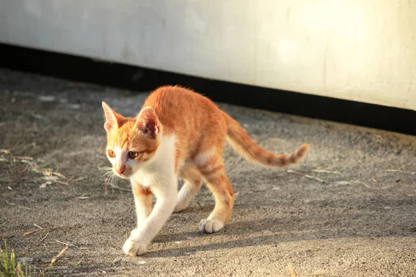 Turuncu bir kedi yavrusunun keşfetmesi turuncu kedilerin tipik tuhaf kişiliğini yansıtır..