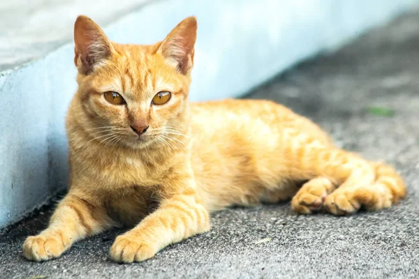Turuncu kedi yerde huzur içinde yatarken güven ve rahatlamayı yansıtıyor..