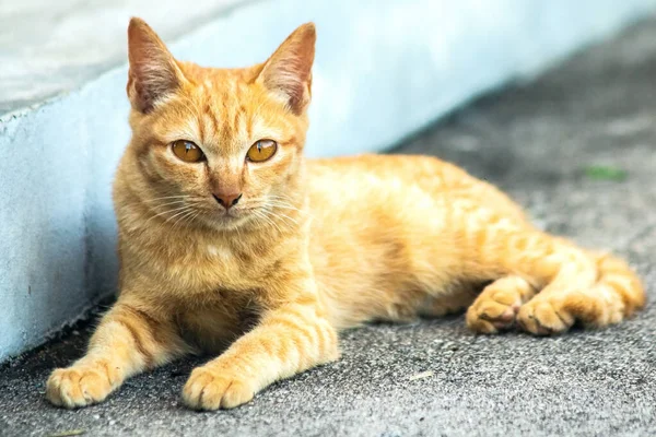 Turuncu kedi yerde huzur içinde yatarken güven ve rahatlamayı yansıtıyor..