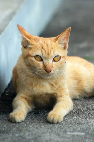 Turuncu kedi yerde huzur içinde yatarken güven ve rahatlamayı yansıtıyor..