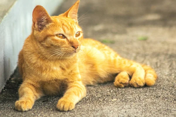 Turuncu kedi yerde huzur içinde yatarken güven ve rahatlamayı yansıtıyor..