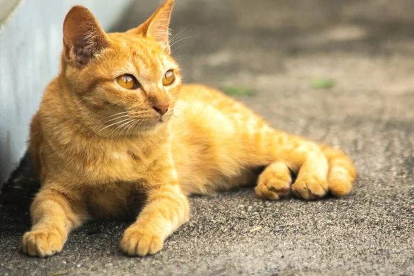 Turuncu kedi yerde huzur içinde yatarken güven ve rahatlamayı yansıtıyor..