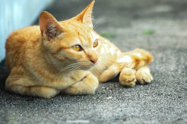 Turuncu kedi yerde huzur içinde yatarken güven ve rahatlamayı yansıtıyor..