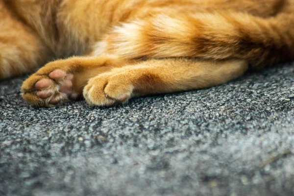 Bir turuncu kedi yavrusu yerde huzur içinde yatıyor.