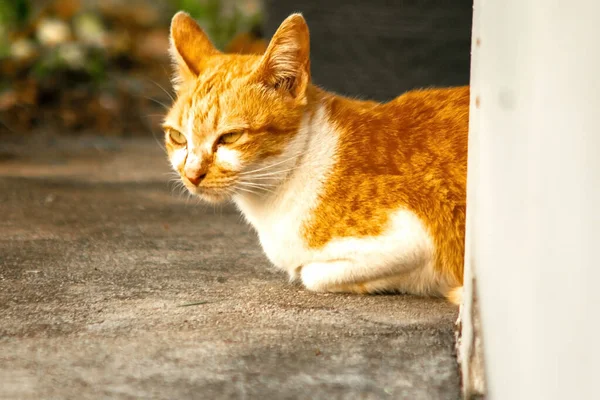 Turuncu kedi yerde huzur içinde yatarken güven ve rahatlamayı yansıtıyor..