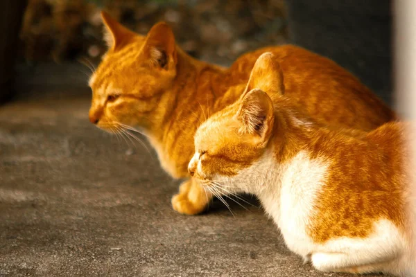 Turuncu kedi yerde huzur içinde yatarken güven ve rahatlamayı yansıtıyor..