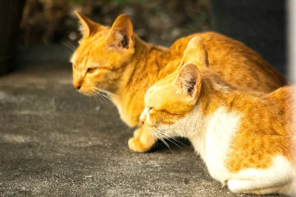 Turuncu kedi yerde huzur içinde yatarken güven ve rahatlamayı yansıtıyor..