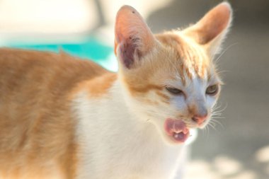 Turuncu bir kedi oturuyor ve sakince bakıyor..