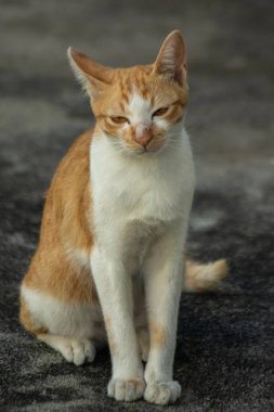 Turuncu bir kedi oturuyor ve sakince bakıyor..