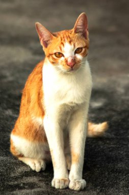 Turuncu bir kedi oturuyor ve sakince bakıyor..