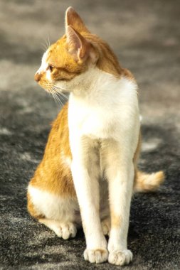 Turuncu bir kedi oturuyor ve sakince bakıyor..
