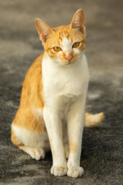 Turuncu bir kedi oturuyor ve sakince bakıyor..