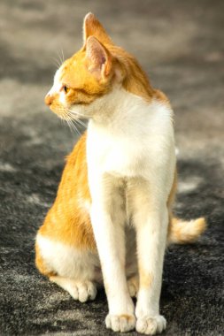 Turuncu bir kedi oturuyor ve sakince bakıyor..