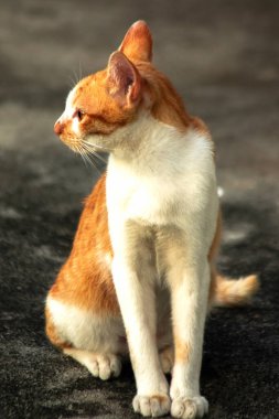 Turuncu bir kedi oturuyor ve sakince bakıyor..