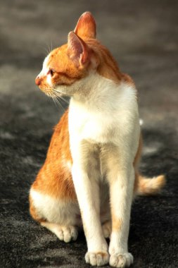 Turuncu bir kedi oturuyor ve sakince bakıyor..