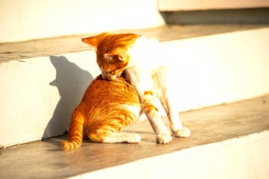 Turuncu bir kedi oturuyor ve sakince bakıyor..