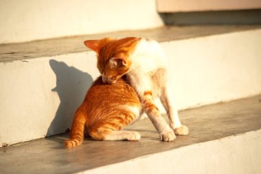 Turuncu bir kedi oturuyor ve sakince bakıyor..