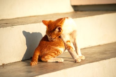 Turuncu bir kedi oturuyor ve sakince bakıyor..