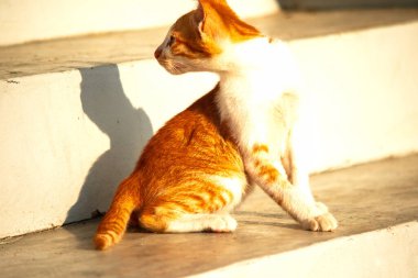 Turuncu bir kedi oturuyor ve sakince bakıyor..