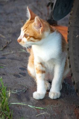 Turuncu bir kedi oturuyor ve sakince bakıyor..