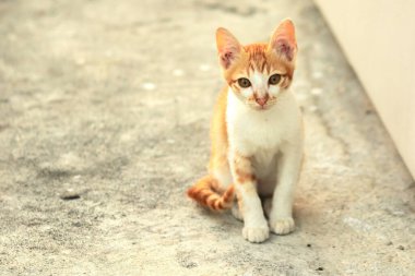 Turuncu bir kedi oturuyor ve sakince bakıyor..