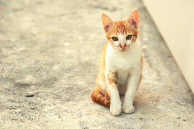 Turuncu bir kedi oturuyor ve sakince bakıyor..