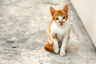 Turuncu bir kedi oturuyor ve sakince bakıyor..