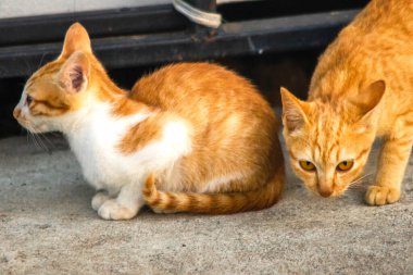 Turuncu bir kedi oturuyor ve sakince bakıyor..