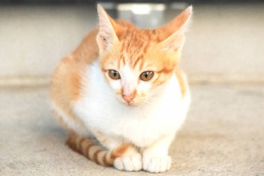Turuncu bir kedi oturuyor ve sakince bakıyor..