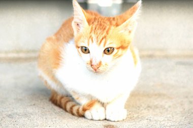 Turuncu bir kedi oturuyor ve sakince bakıyor..