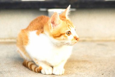 Turuncu bir kedi oturuyor ve sakince bakıyor..