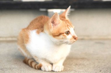 Turuncu bir kedi oturuyor ve sakince bakıyor..