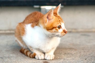 Turuncu bir kedi oturuyor ve sakince bakıyor..