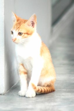 Turuncu bir kedi oturuyor ve sakince bakıyor..