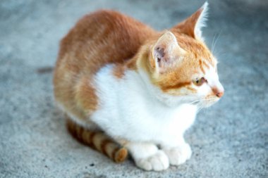 Turuncu bir kedi oturuyor ve sakince bakıyor..