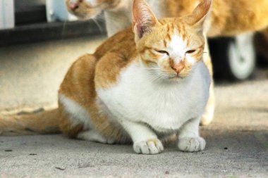 Turuncu bir kedi oturuyor ve sakince bakıyor..