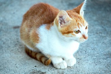 Turuncu bir kedi oturuyor ve sakince bakıyor..