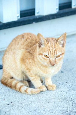 Turuncu bir kedi oturuyor ve sakince bakıyor..