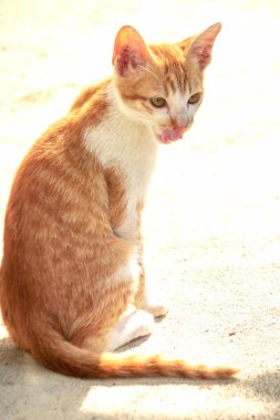 Turuncu bir kedi oturuyor ve sakince bakıyor..