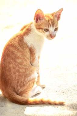 Turuncu bir kedi oturuyor ve sakince bakıyor..