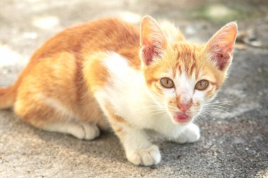 Turuncu bir kedi oturuyor ve sakince bakıyor..