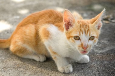 Turuncu bir kedi oturuyor ve sakince bakıyor..